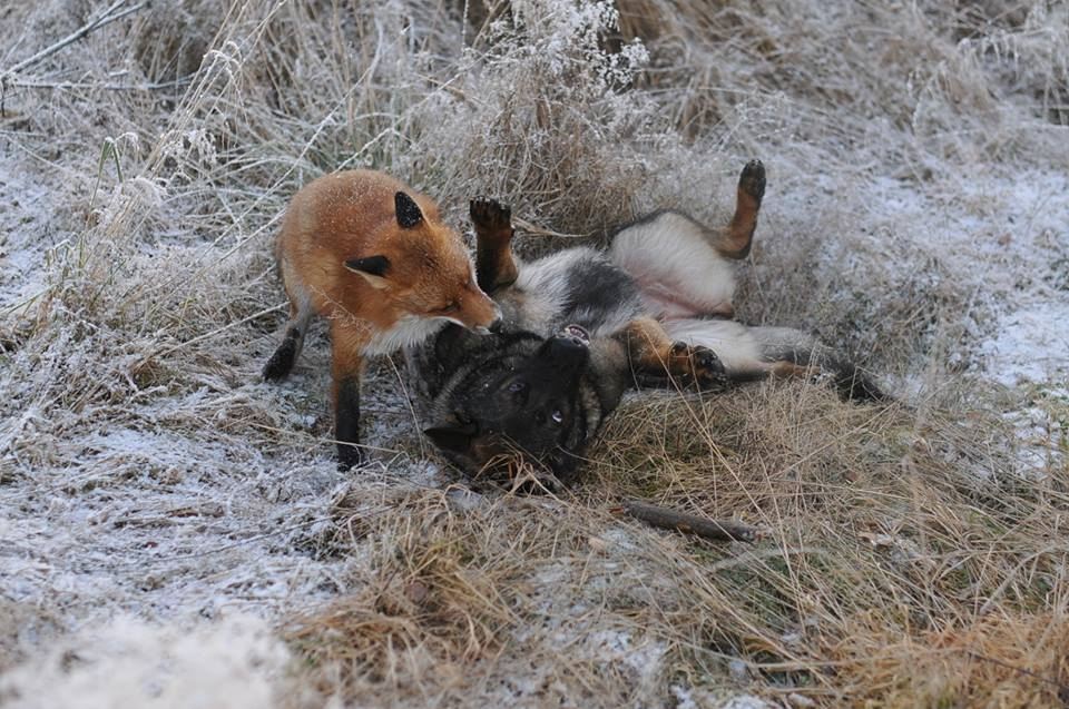 Невозможная дружба: лиса и охотничий пёс