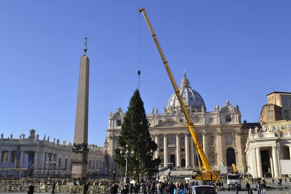 В Ватикане устанавливают рождественскую елку