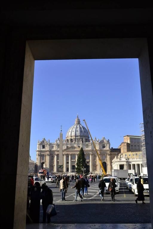 В Ватикане устанавливают рождественскую елку