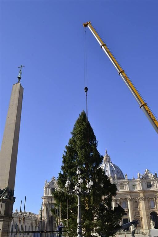 В Ватикане устанавливают рождественскую елку