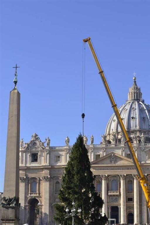 В Ватикане устанавливают рождественскую елку