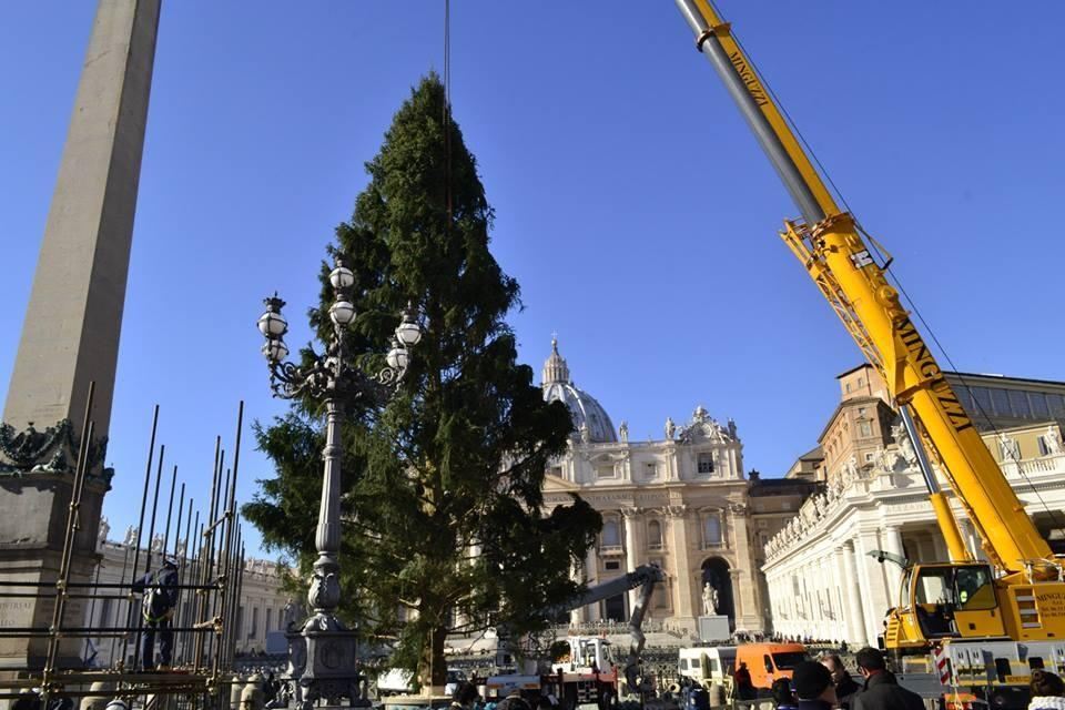 В Ватикане устанавливают рождественскую елку