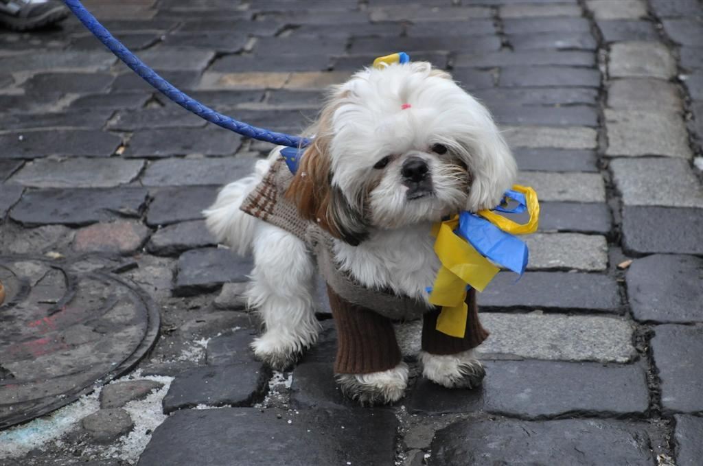 Евромайдан вышел на Марш миллиона. Фоторепортаж