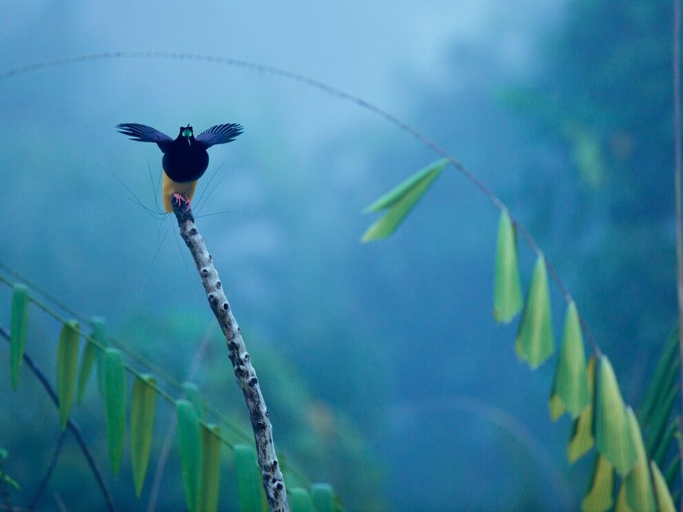 Лучшие фото января от National Geographic