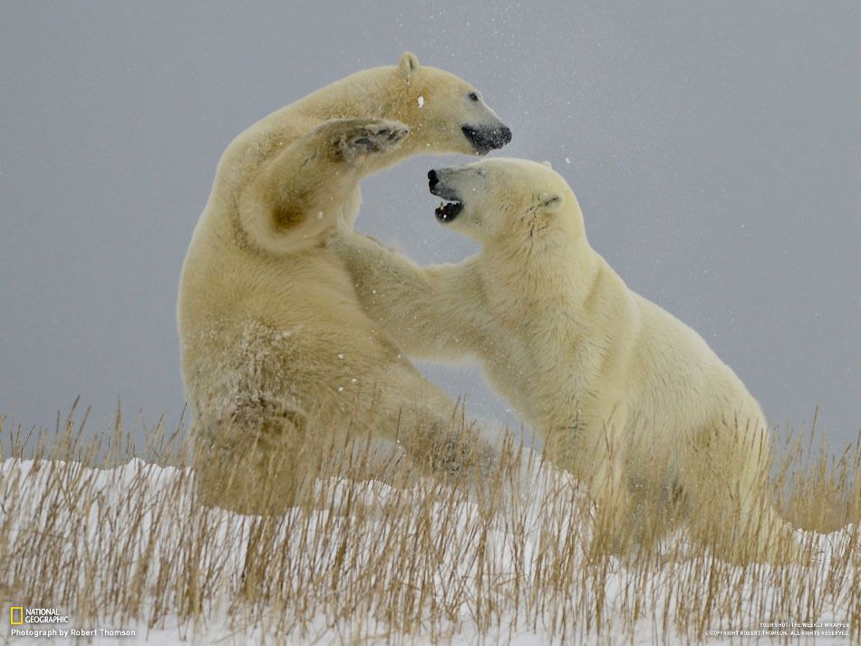 Фотографії тижні від National Geographic. 02.02.2013