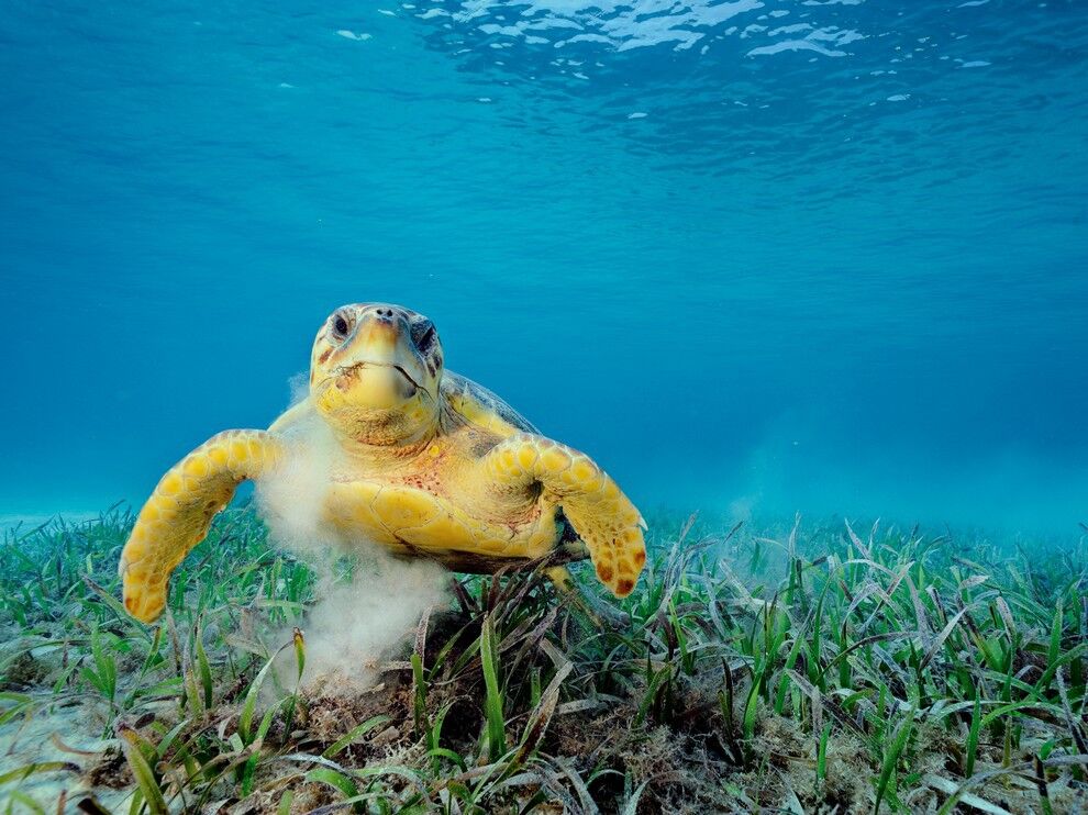 Лучшие фото января от National Geographic