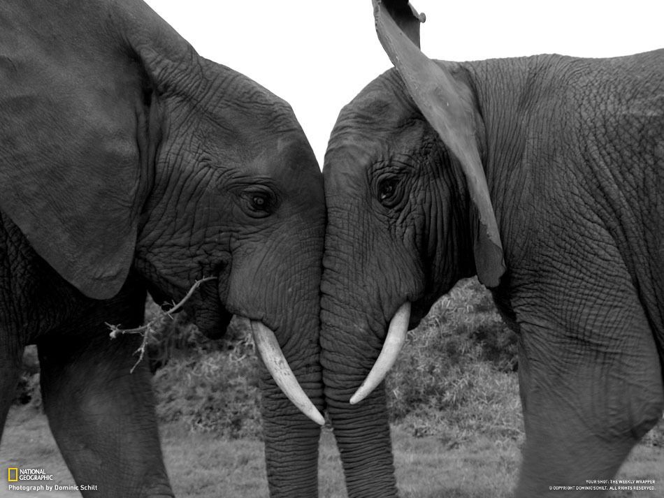 Фотографии недели от National Geographic. 02.02.2013