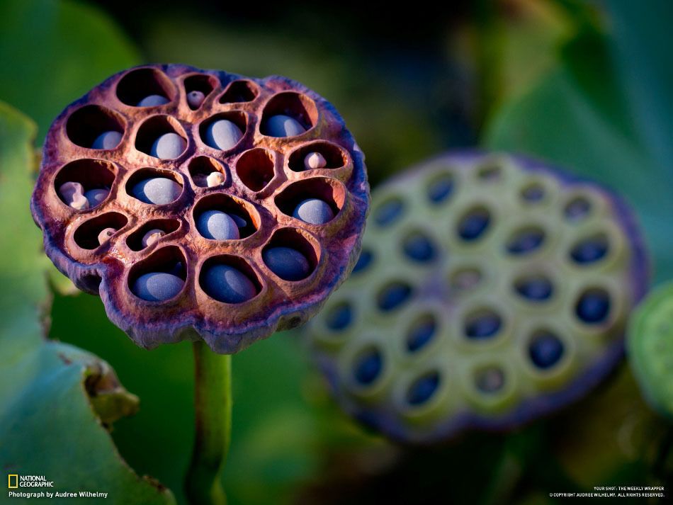 Фотографии недели от National Geographic. 02.02.2013