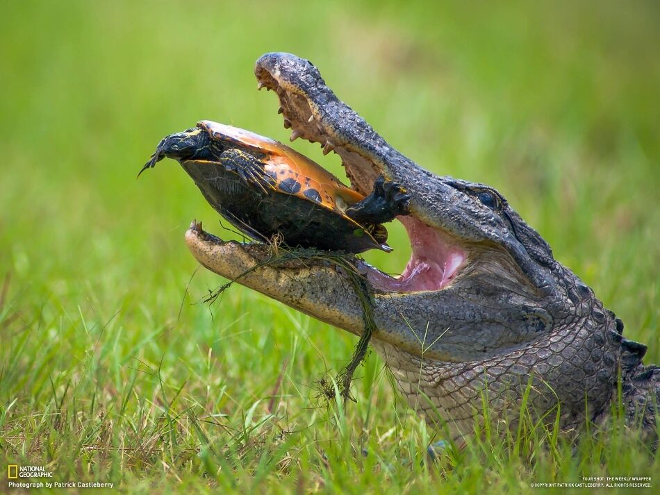 Фотографії тижні від National Geographic. 16.02.2013