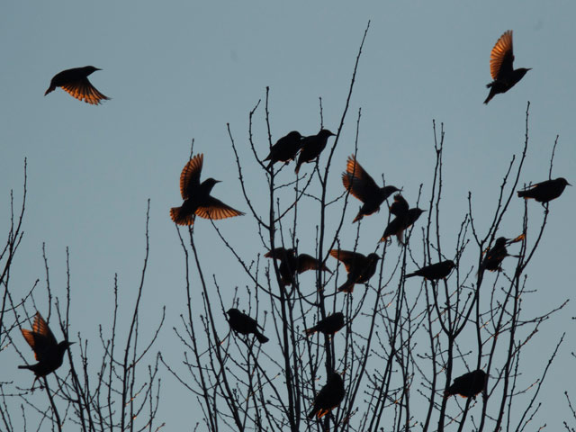 Город в США атаковали черные птицы: люди в панике. Фото
