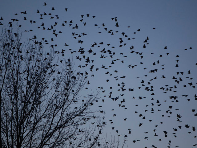 Місто в США атакували чорні птахи: люди в паніці. Фото