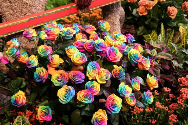 Самые дорогие розы в мире. Фото