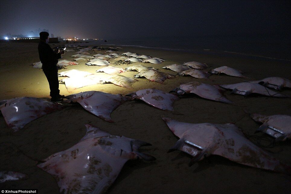 Загадочная находка на пляже Газы: более 200 окровавленных скатов