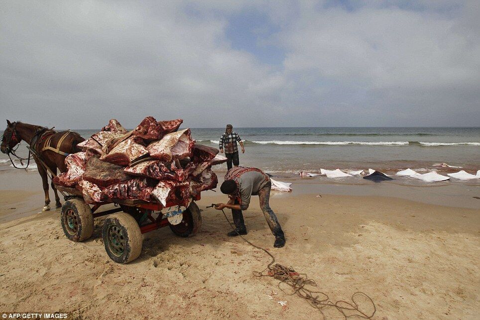 Загадочная находка на пляже Газы: более 200 окровавленных скатов