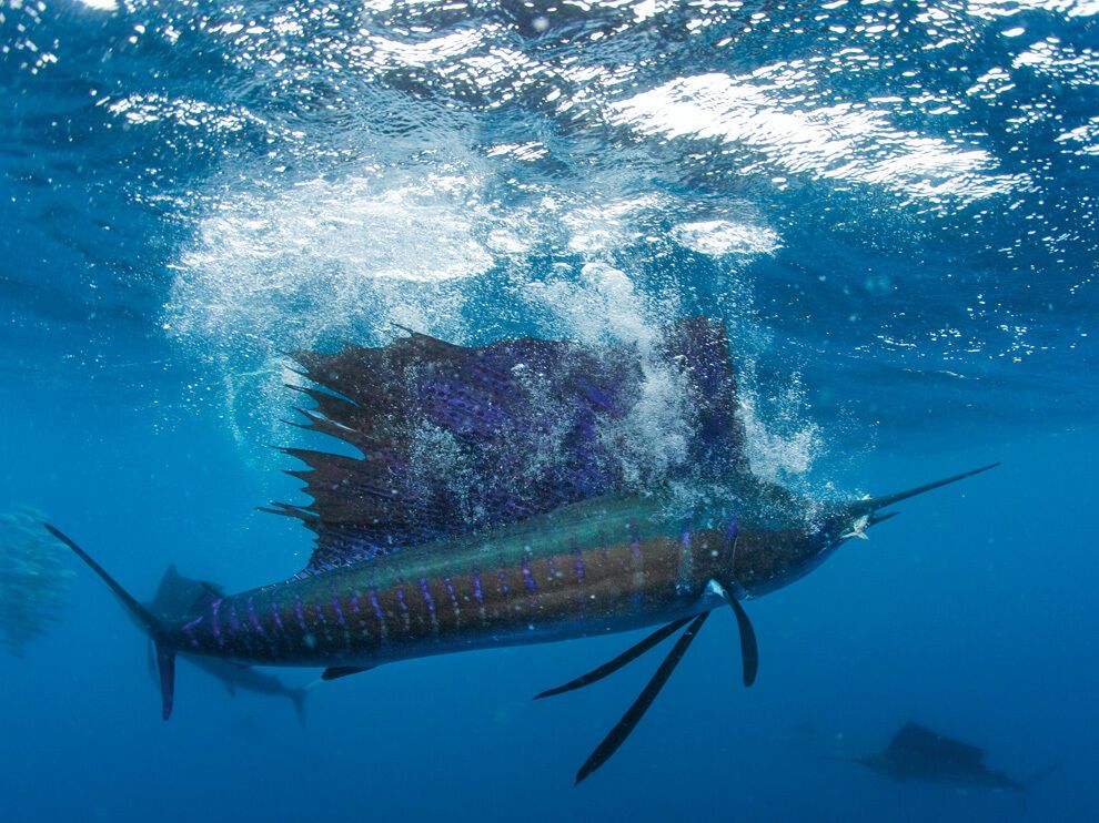 Лучшие фото от National Geographic в феврале