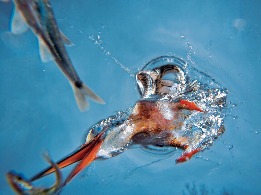 Лучшие фото от National Geographic в феврале