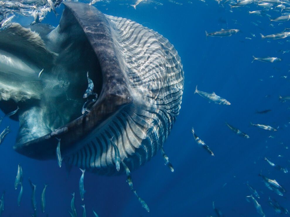 Лучшие фото от National Geographic в феврале