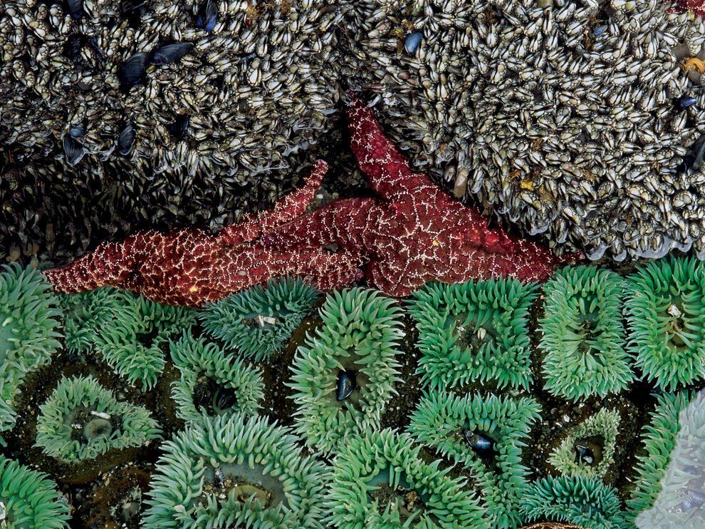 Лучшие фото от National Geographic в феврале