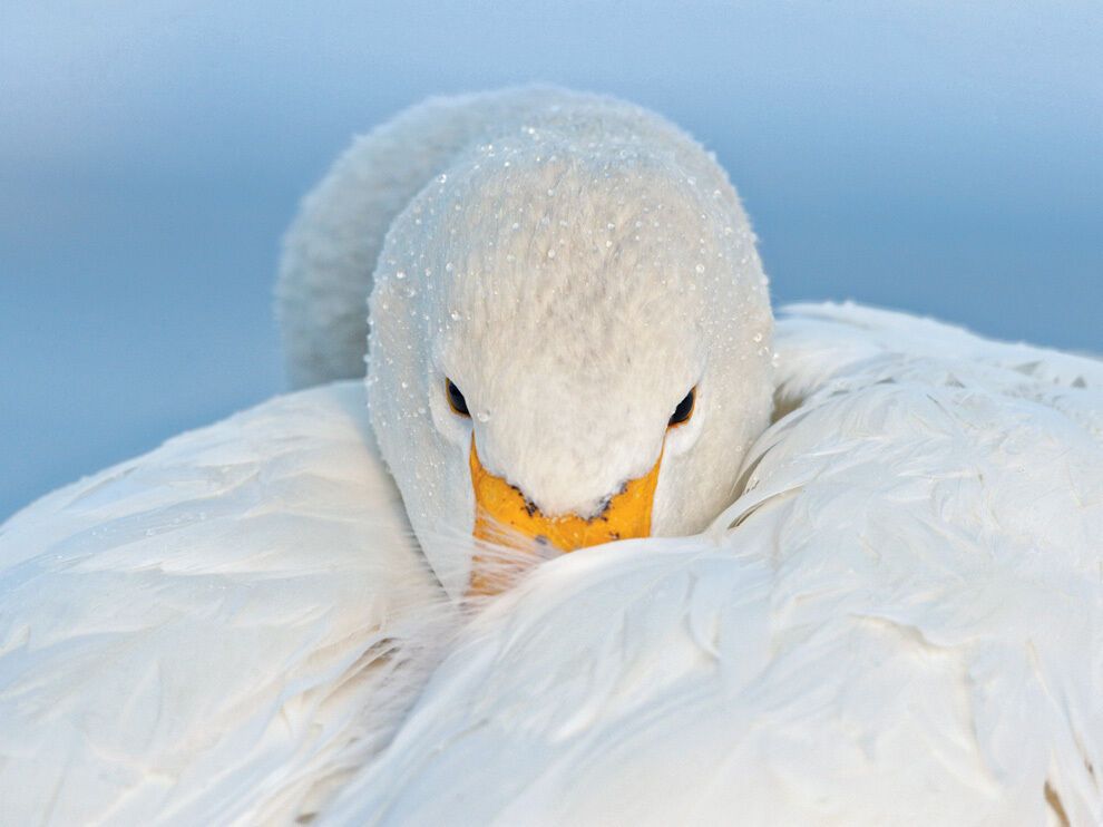 Лучшие фото от National Geographic в феврале