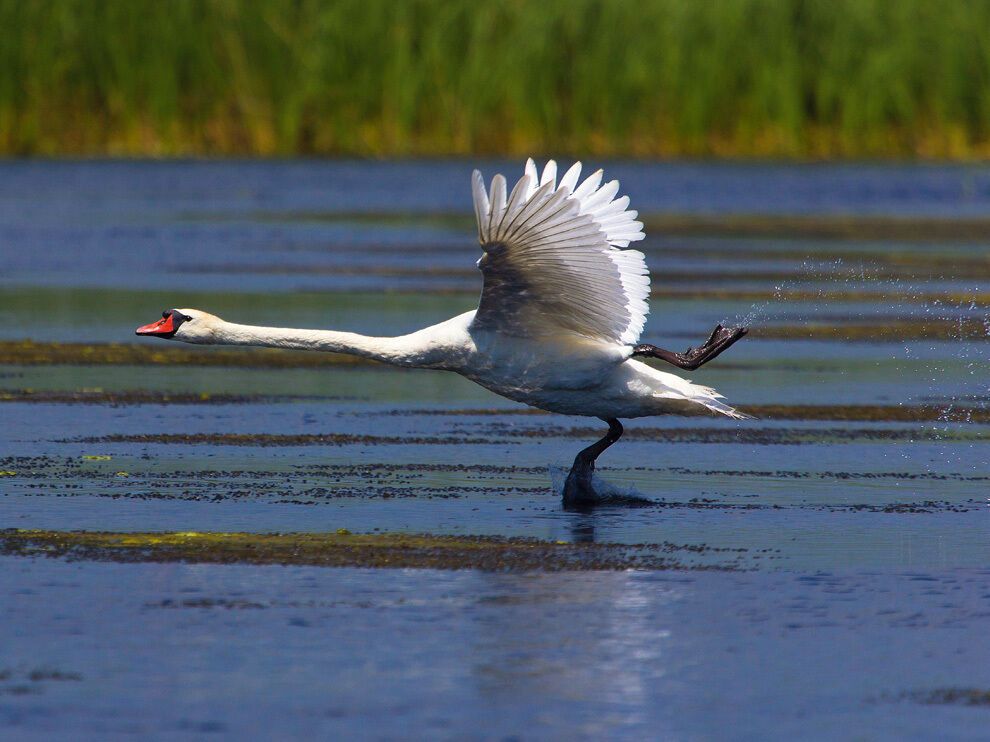 Лучшие фото от National Geographic в феврале