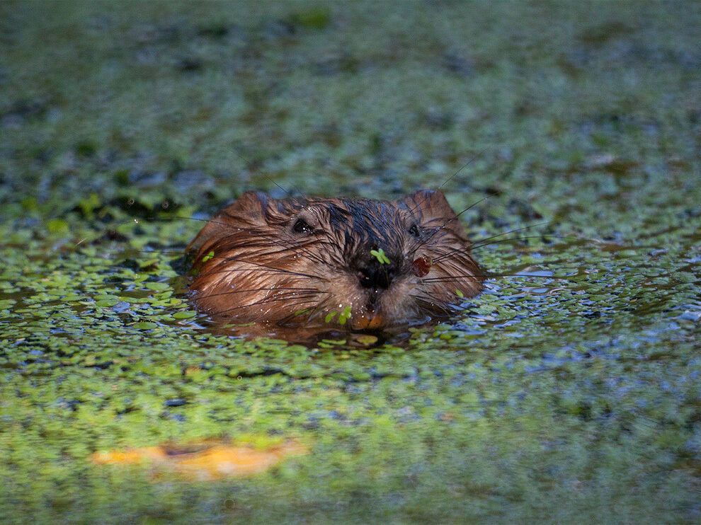 Лучшие фото от National Geographic в феврале