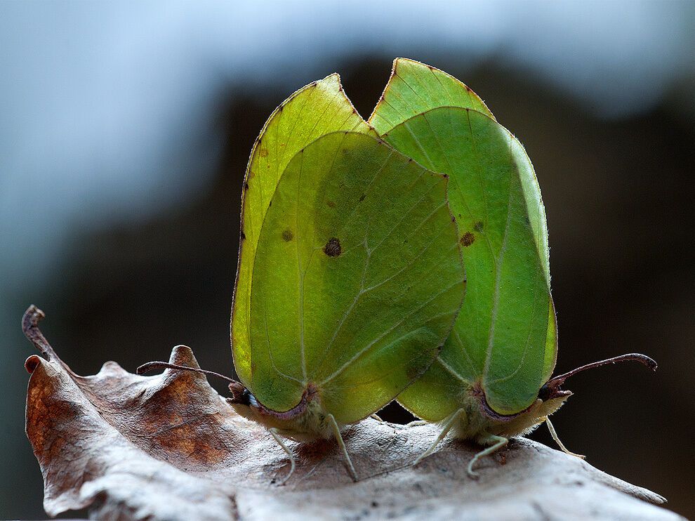 Лучшие фото от National Geographic в феврале