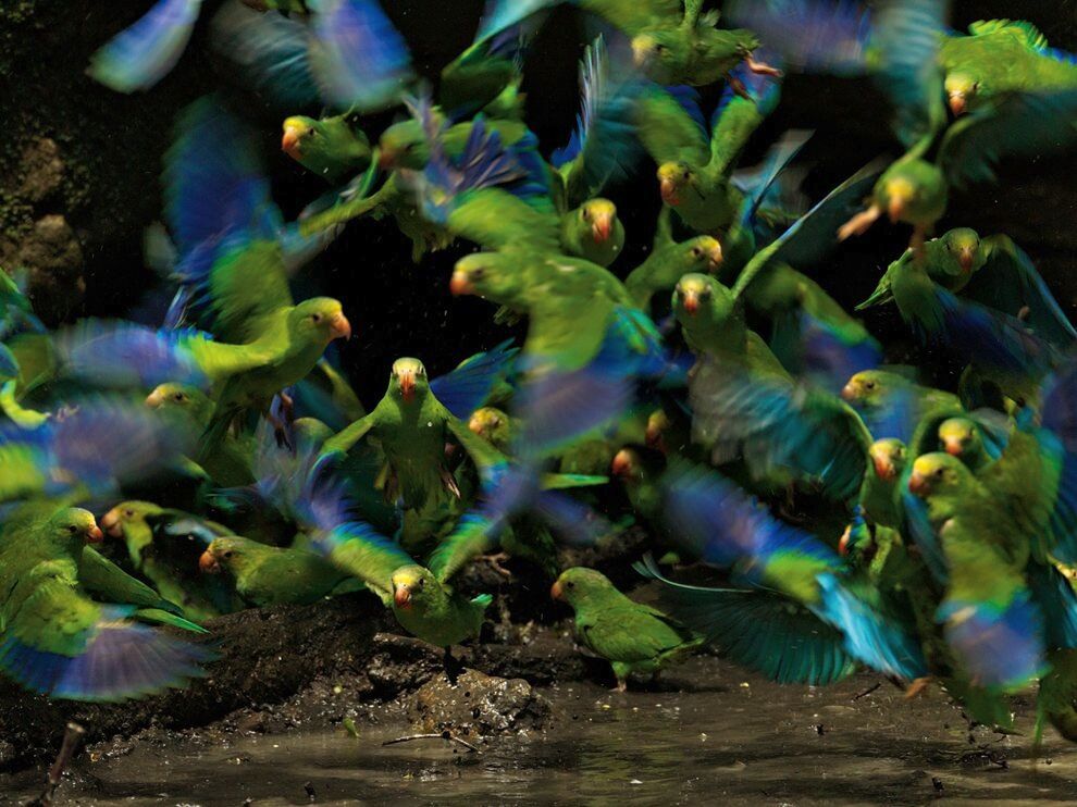 Лучшие фото от National Geographic в феврале