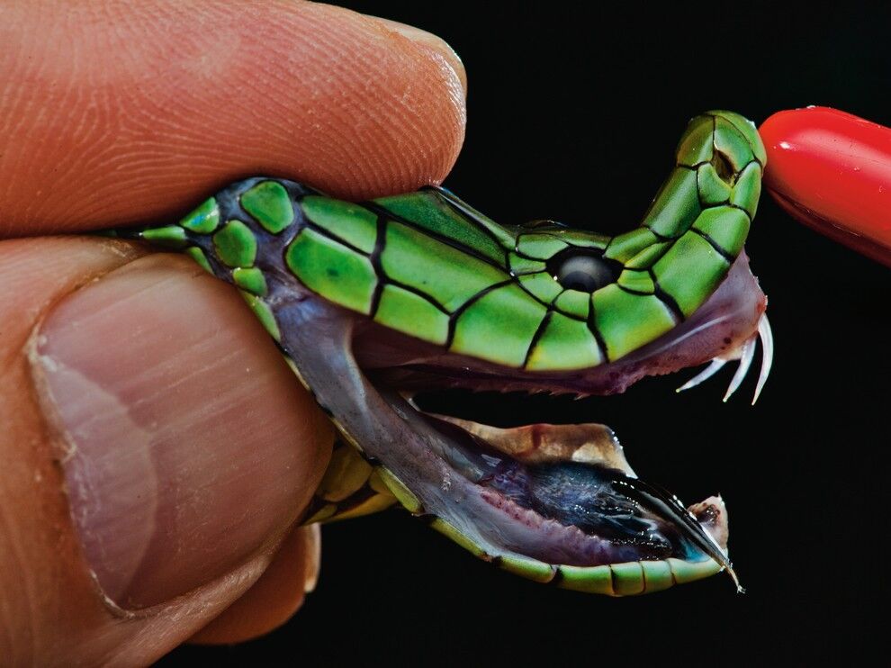 Лучшие фото от National Geographic в феврале