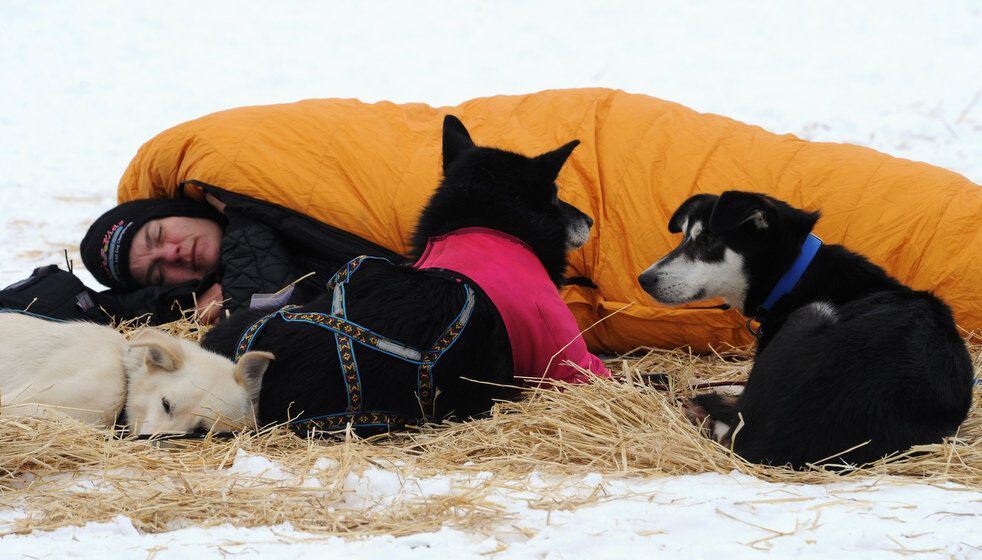 Гонка на собачьих упряжках Iditarod-2013