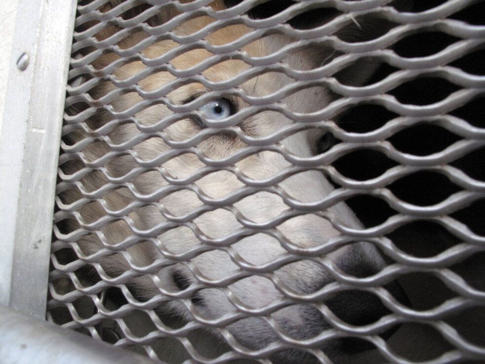 Гонка на собачих упряжках Iditarod-2013