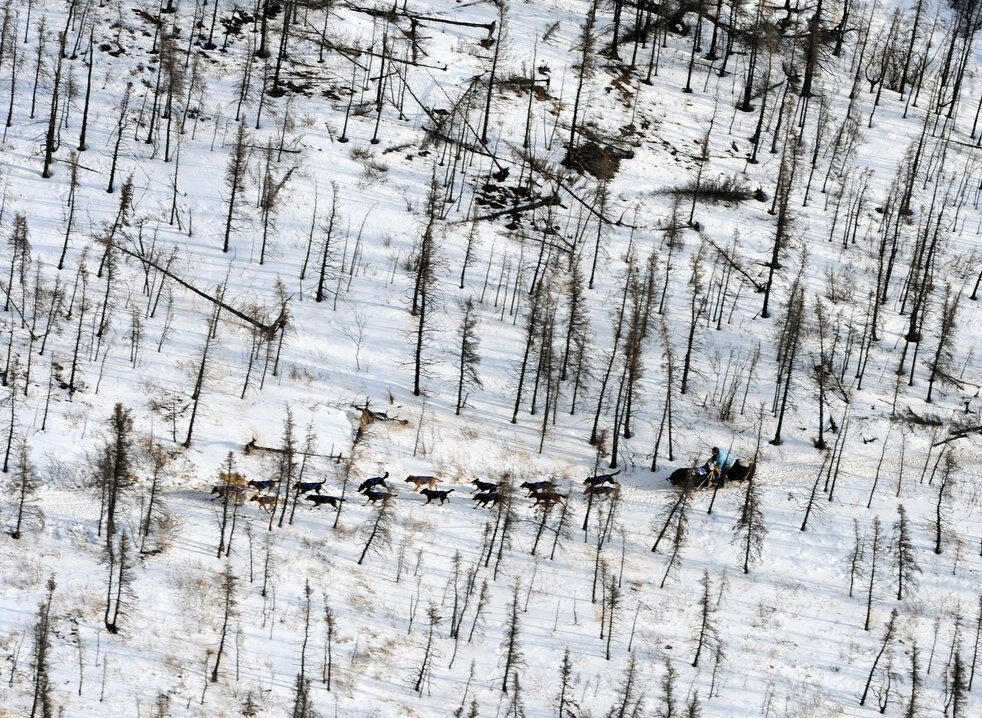 Гонка на собачих упряжках Iditarod-2013