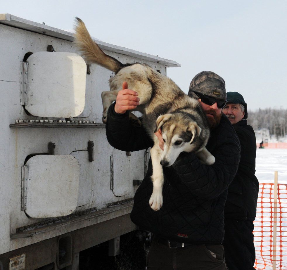 Гонка на собачьих упряжках Iditarod-2013