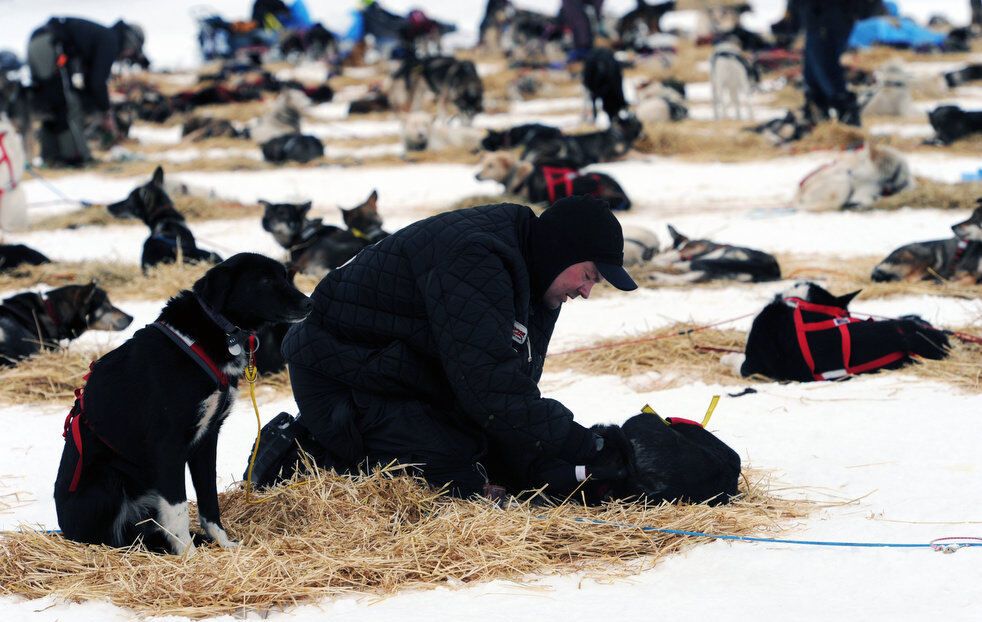Гонка на собачих упряжках Iditarod-2013