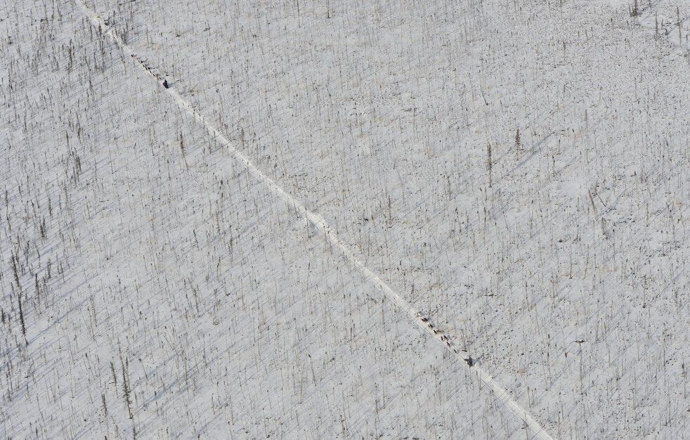 Гонка на собачих упряжках Iditarod-2013