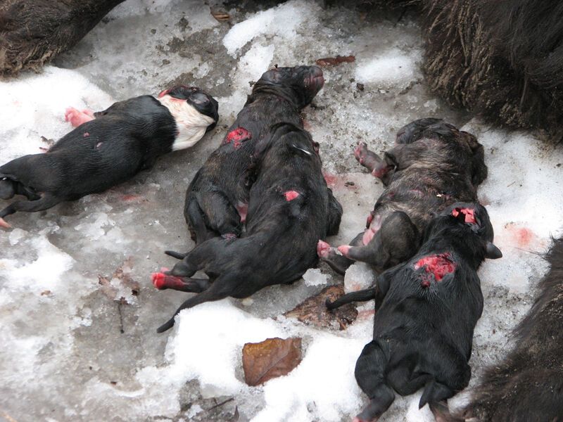 Возбуждено дело по факту убийства собак в Киеве