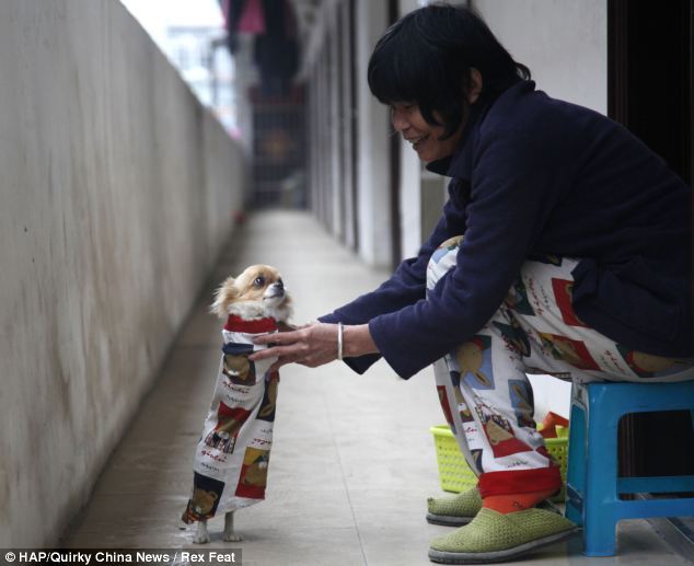 Собака-інвалід навчилася ходити на задніх лапах