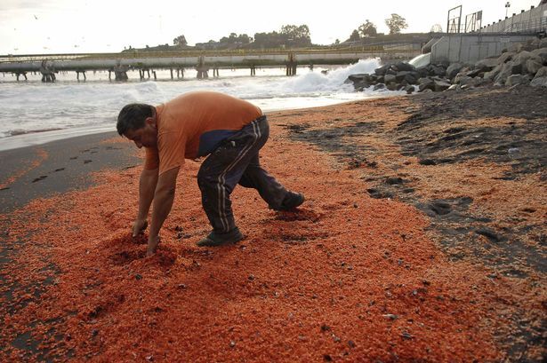 Пляж в Чили засыпало мертвыми креветками