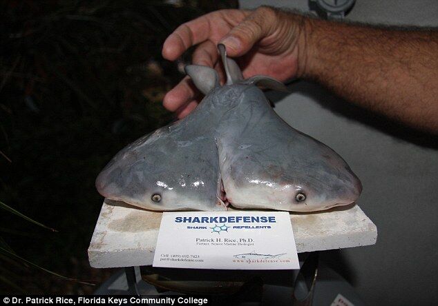 Рыбаки поймали тупорылую акулу с двумя головами. Фото