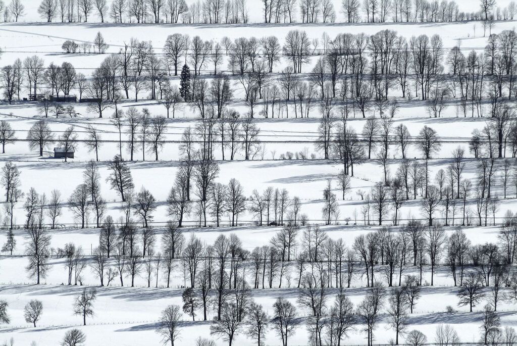 Деревья с высоты птичьего полета