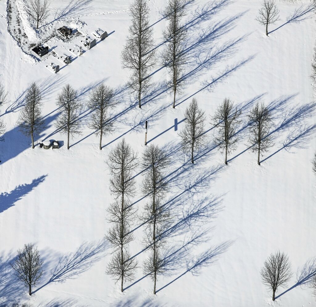 Деревья с высоты птичьего полета