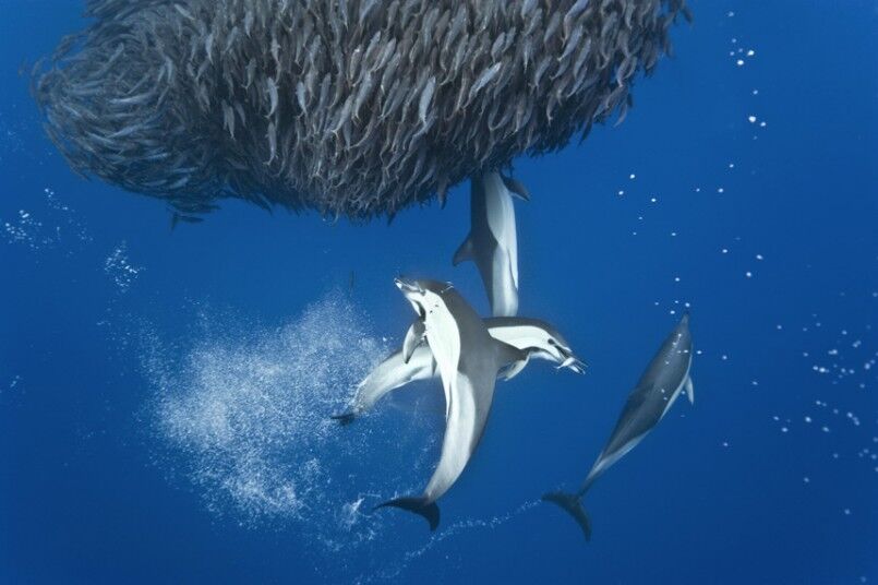 Акулы и дельфины устроили совместную охоту на рыбу. Уникальные фото 