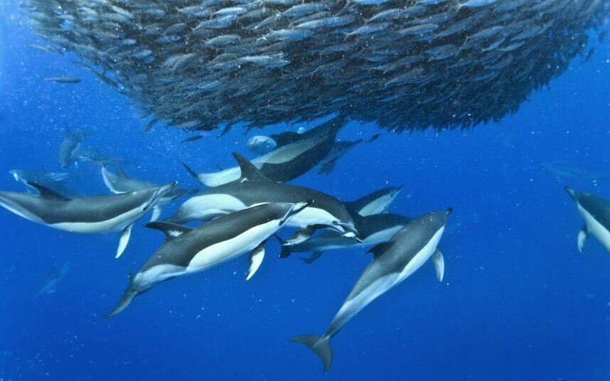 Акули і дельфіни влаштували спільне полювання на рибу. Унікальні фото