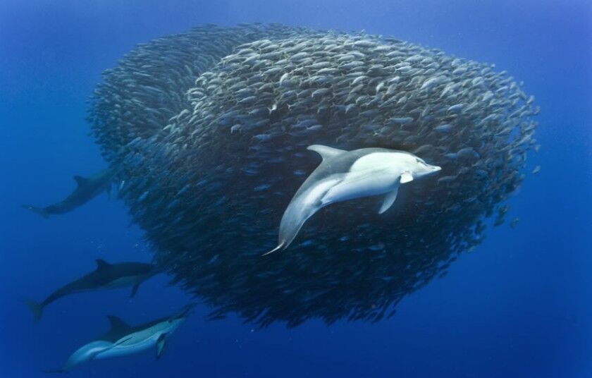 Акулы и дельфины устроили совместную охоту на рыбу. Уникальные фото 