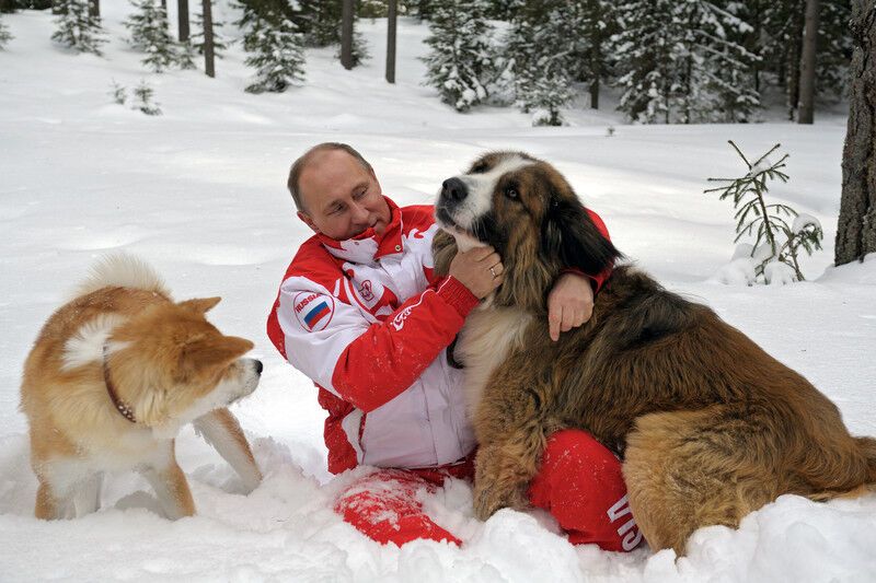 Путин повалялся в снегу вместе с собаками. Фото