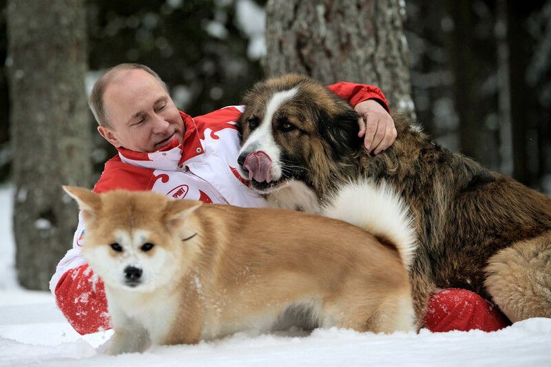 Путин повалялся в снегу вместе с собаками. Фото