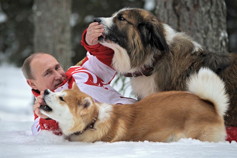 Путин повалялся в снегу вместе с собаками. Фото