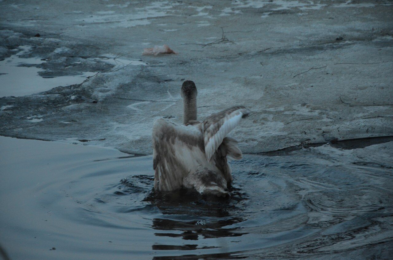В Киеве спасли лебедя с раненым крылом
