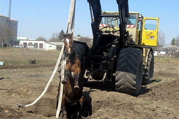 На Тернопольщине спасатели вытащили коня из колодца