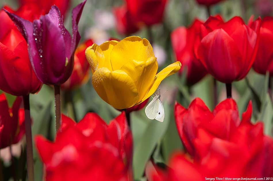 В Никитском Ботаническом саду цветут тюльпаны