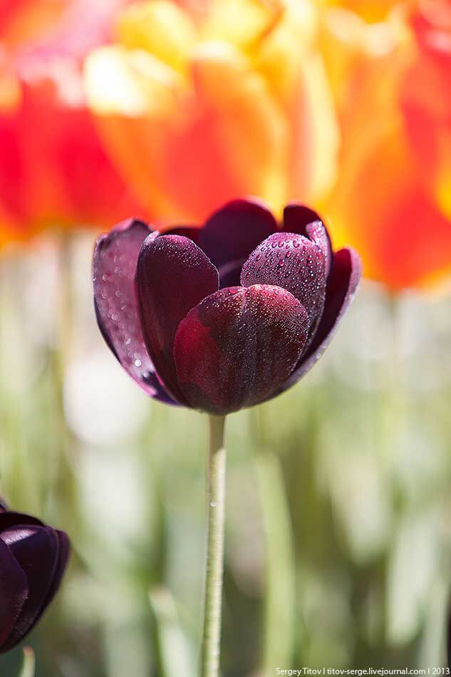 В Никитском Ботаническом саду цветут тюльпаны